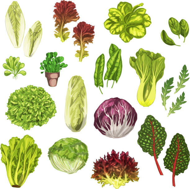 Vegetable greens, salad leaf, herbs watercolor set Vegetable greens, salad leaf and herbs watercolor illustration set. Fresh leaf lettuce, spinach, arugula, chinese cabbage, bok choy, iceberg and romaine lettuce, chicory, corn salad, sorrel and chard cress stock illustrations