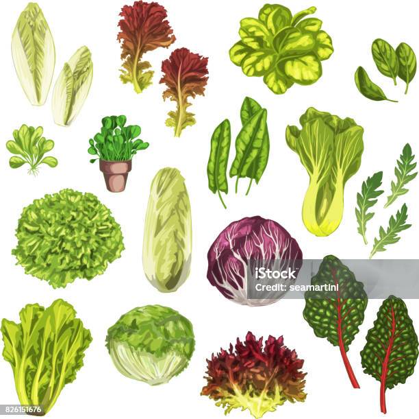 Vegetable Greens Salad Leaf Herbs Watercolor Set Stock Illustration - Download Image Now - Watercolor Painting, Lettuce, Vegetable