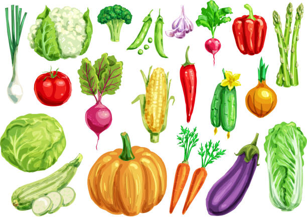 Vegetable watercolor set for healthy food design Vegetable watercolor set. Fresh tomato, carrot, pepper, cabbage, onion, radish, broccoli, green onion, cucumber, zucchini, eggplant, pumpkin, corn, pea, garlic, asparagus, cauliflower veggies design ingredient illustration stock illustrations