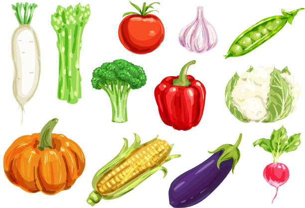 Fresh vegetable watercolor drawing set Fresh vegetable, healthy veggies watercolor drawing set. Pepper, tomato, garlic, broccoli, radish, corn, eggplant, pumpkin, pea, asparagus, cauliflower and daikon vegetable for organic farming design radish art drawing stock illustrations