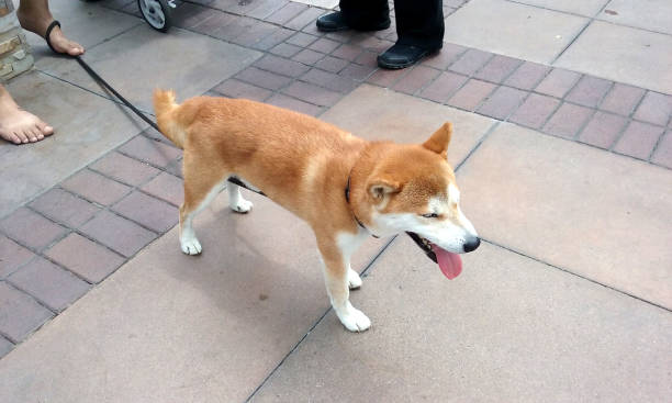istock A Man's Best Friend on the Sidewalk 826151864