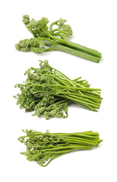 istock Bracken fern (Pteridium aquilinum)  isolated on white background 826151870