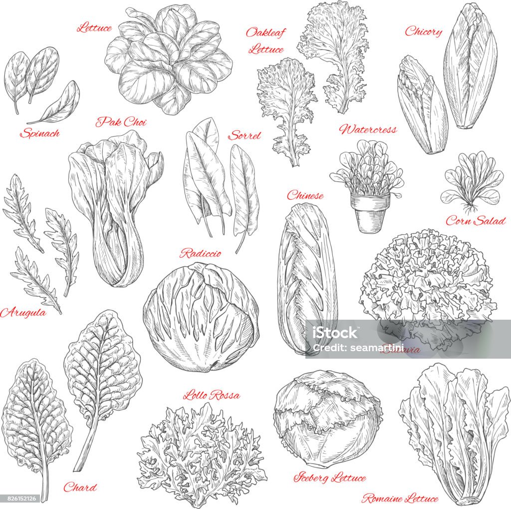 Vector sketch icons of salad leafy vegetables Salads and leafy vegetables vector sketches. Lettuce veggies harvest of spinach, sorrel and watercress, chinese or iceberg cabbage and lollo rossa or radiccio and farm fresh corn or oakleaf salad Kale stock vector