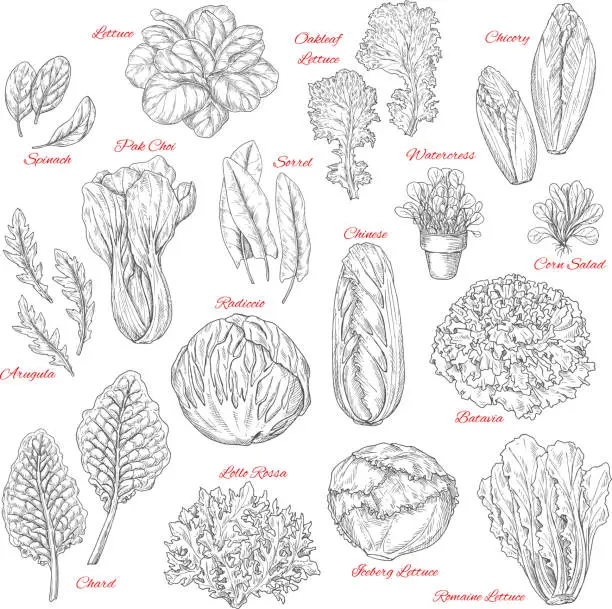 Vector illustration of Vector sketch icons of salad leafy vegetables