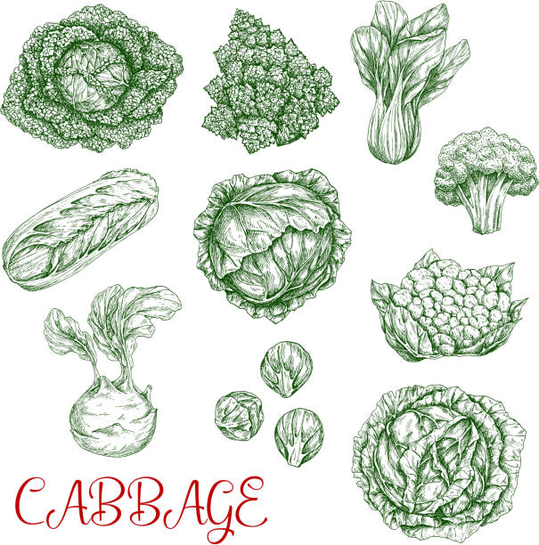 ikony szkicu wektora kapusty - kohlrabi purple cabbage organic stock illustrations