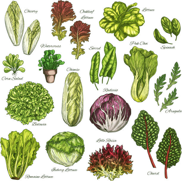 Vector sketch icons set of salads leafy vegetables Salads and leafy vegetables sketch icons set. Vector isolated chicory, oakleaf lettuce or sorrel and pak choi, farm garden spinach, radiccio or arugula and chinese cabbage, batavia and iceberg lettuce green leaf lettuce stock illustrations