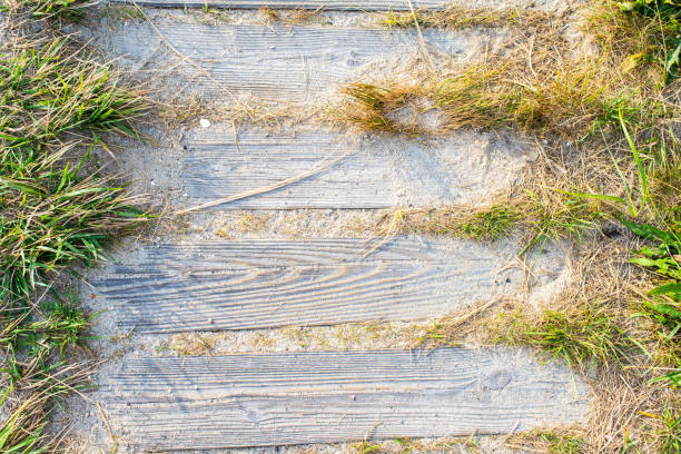 holzbohlen und grasgrün - beach boardwalk grass marram grass stock-fotos und bilder