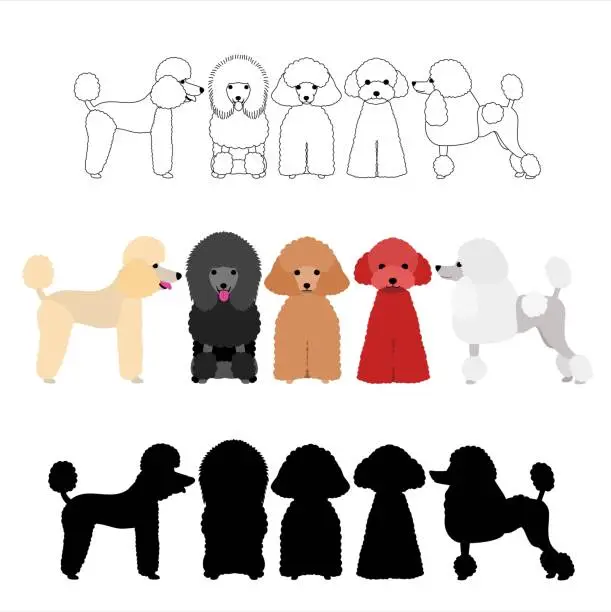 Vector illustration of set of poodle group