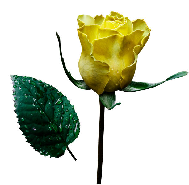 istock Yellow rose  on white isolated background with clipping path.  No shadows. Closeup.  A flower on a stalk with green leaves after a rain with drops of water. For flowers design. Side view.  Nature. 826158464
