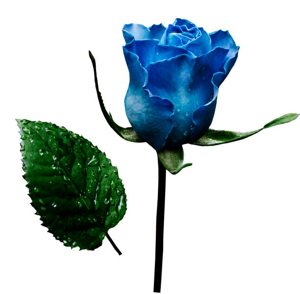 istock Blue rose  on white isolated background with clipping path.  No shadows. Closeup.  A flower on a stalk with green leaves after a rain with drops of water. For flowers design. Side view.  Nature. 826158888