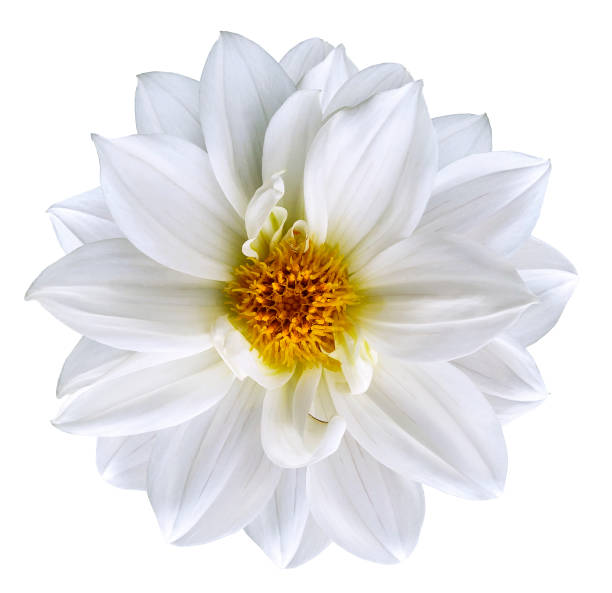 istock White flower on  isolated white isolated background with clipping path.  Closeup. Beautiful  snow-white flower for design. Dahlia. Nature. 826158916