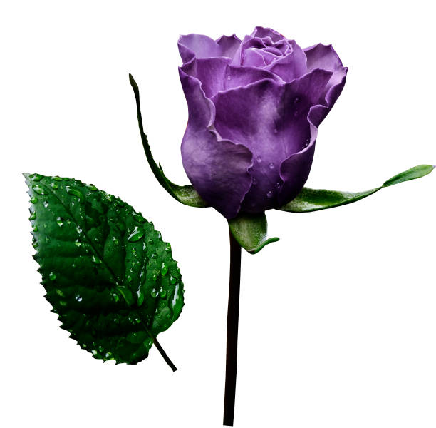 istock Violet rose  on white isolated background with clipping path.  No shadows. Closeup.  A flower on a stalk with green leaves after a rain with drops of water. For flowers design. Side view.  Nature. 826159144
