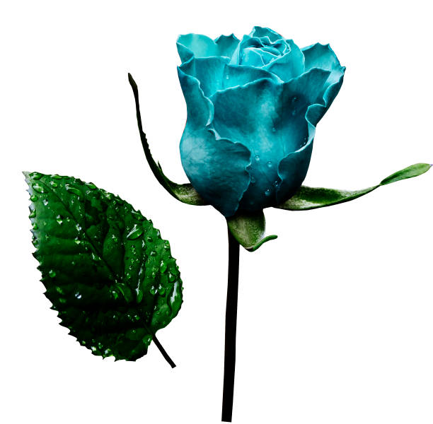 istock Turquoise rose  on white isolated background with clipping path.  No shadows. Closeup.  A flower on a stalk with green leaves after a rain with drops of water. For flowers design. Side view.  Nature. 826159284