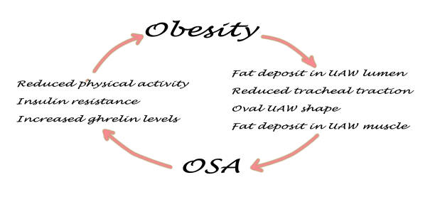 osa と肥満の関係 - uaw ストックフォトと画像