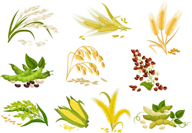 Grain and cereals ears vector isolated icons Cereals icons of grain plants. Vector wheat and rye ears, buckwheat seeds and oat or barley millet and rice sheaf. Isolated agriculture corn cob and legume beans or green pea pods farm crop harvest rice cereal plant stock illustrations