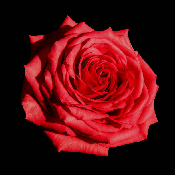 istock Red rose flower  black isolated background with clipping path.  Closeup no shadows. Nature. 826162122