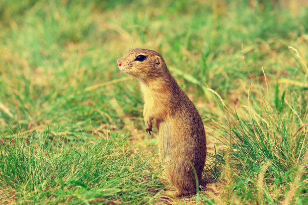 istock Alerted squirrel . Ground squirrel alert and watching around. Cute mammal 826162256