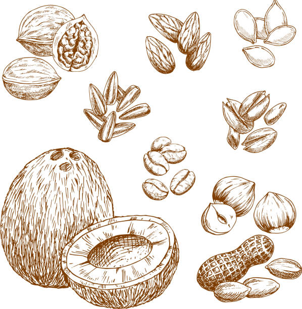 ilustrações, clipart, desenhos animados e ícones de ícones de desenho de vetor de nozes, grãos e sementes - peanut nut snack isolated