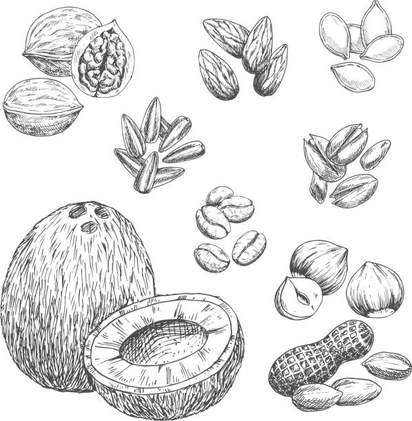 ilustraciones, imágenes clip art, dibujos animados e iconos de stock de nueces, granos y semillas los iconos de dibujo del vector - pine nut illustrations