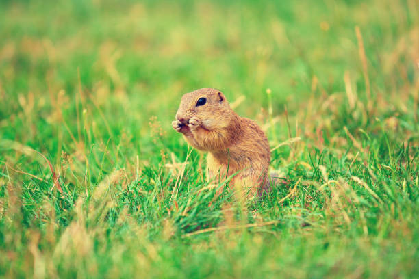 istock Ground squirrel hold some corns in front legs and feeding. Small animal sitting alone in  grass. 826162384