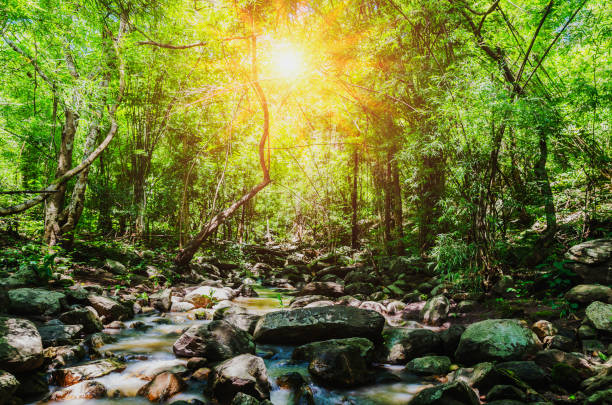 istock deep forest waterfall on mountain and sunshine in thailand 826162394