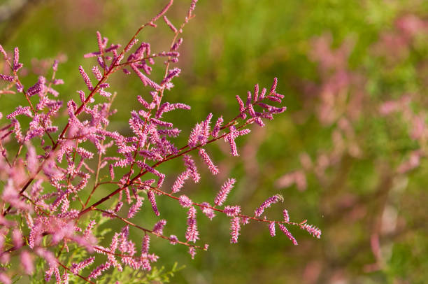 steppe, prairie, veld, veldt. Tamariske.  Bright shrub blooms in the desert