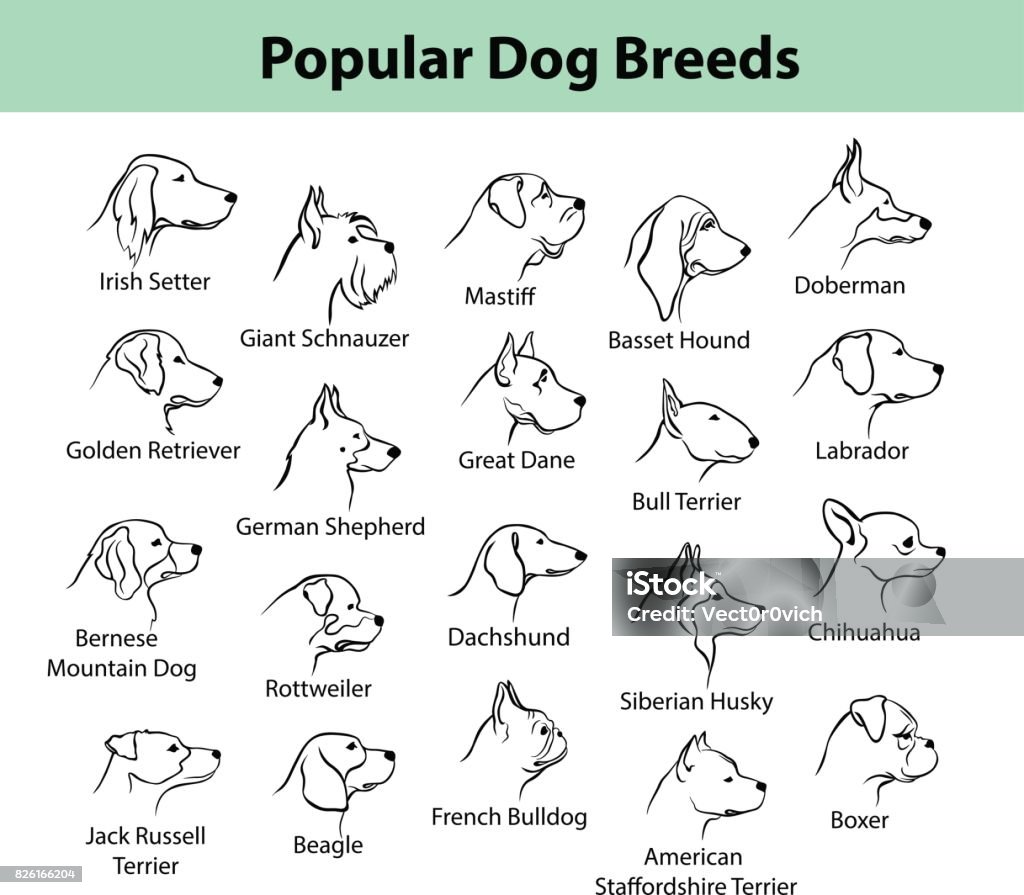 races de chiens esquisser des portraits, visages - clipart vectoriel de Chien de race libre de droits