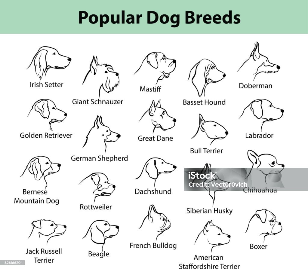 dogs breeds outline portraits, faces Dog stock vector