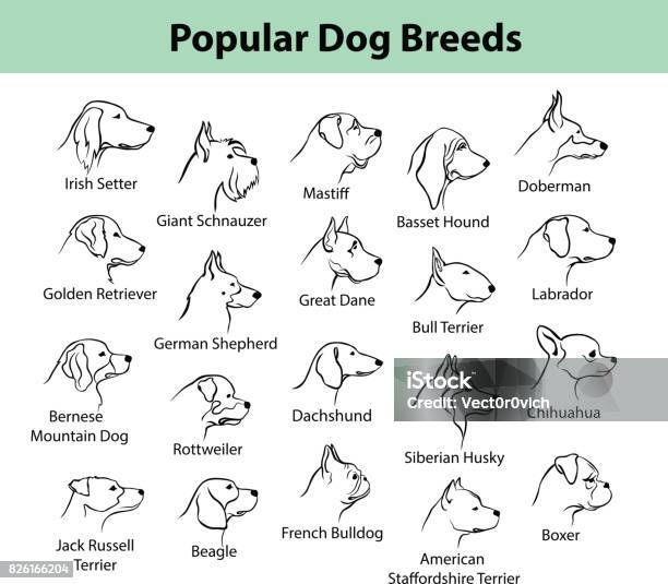 Dogs Breeds Outline Portraits Faces Stock Illustration - Download Image Now - Dog, Icon, Outline