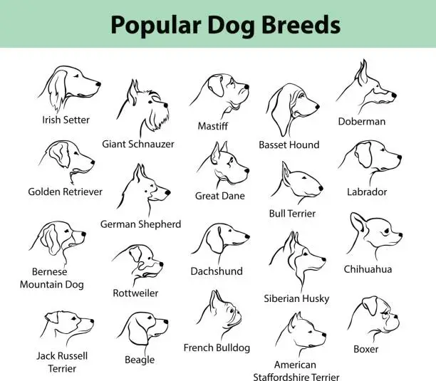 Vector illustration of dogs breeds outline portraits, faces