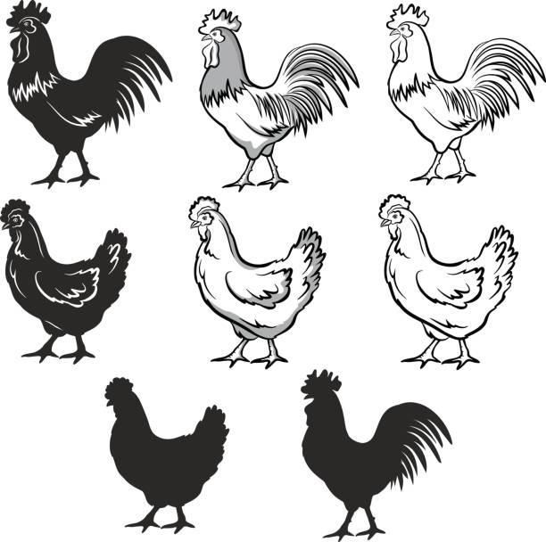 ilustraciones, imágenes clip art, dibujos animados e iconos de stock de pollos establecer vector ilustración en blanco y negro, siluetas y contornos. gallina y gallo. conjunto de pollos macho y hembra - chicken poultry cartoon cockerel