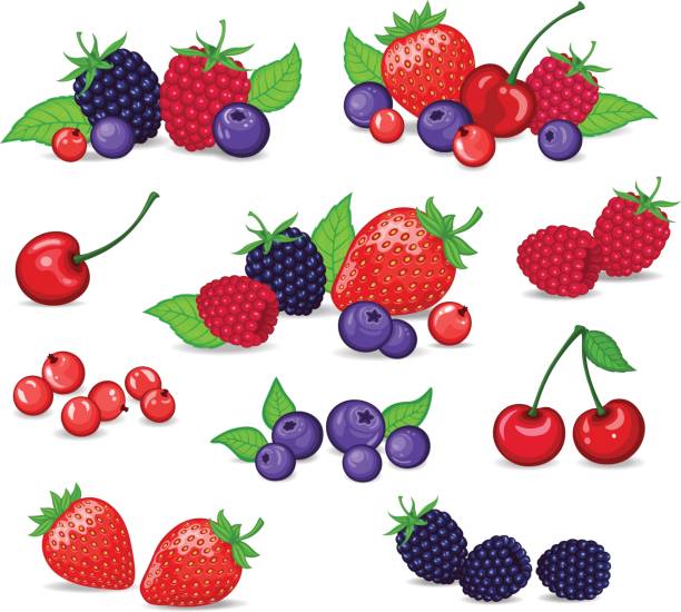 beeren-set vektor-illustration. erdbeere, brombeere, heidelbeere, kirsche, himbeere, rote johannisbeere. beeren und ihre kombinationen festgelegt - blackberry blueberry raspberry fruit stock-grafiken, -clipart, -cartoons und -symbole