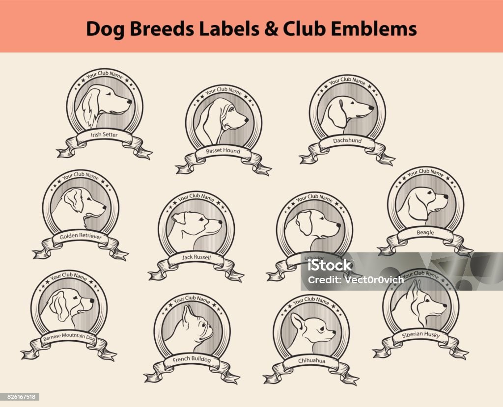 Set of Dog Breeds Labels, Dog Clubs Emblems. Profile Silhouette Dog Faces Badges Set of Dog Breeds Labels, Dog Clubs Emblems. Profile Silhouette Dog Faces Badges. Irish Setter, Labrador, Golden Retriever, Jack Russel Terrier, Bernese, French Bulldog, Basset Hound, Chihuahua, Husky, Beagle, Dachshund Logo stock vector