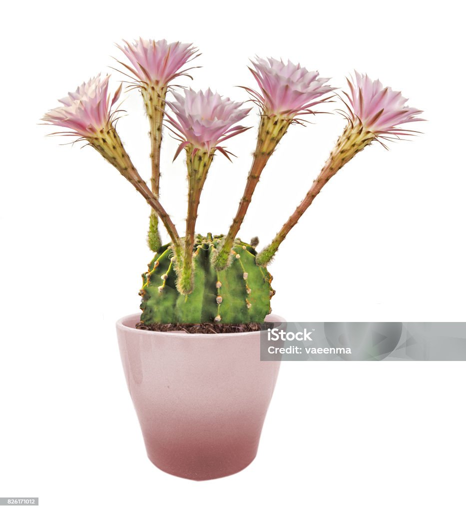 Một Cây Xương Rồng Lily Phục Sinh Với Hoa Hình ảnh Sẵn có - Tải ...