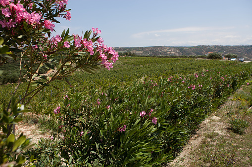 Flowering bushes of pink oleander on Crete