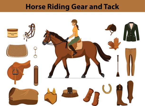 ilustrações, clipart, desenhos animados e ícones de conjunto de equipamento de desporto equestre. acessórios de equipamento e aderência a cavalo. - halter horse animal adult