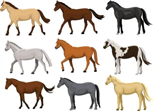 Vector illustration of Different Horses Set in typical coat colors: black, chestnut, dapple grey, dun, bay , cream, buckskin, palomino , tobiano paint pattern