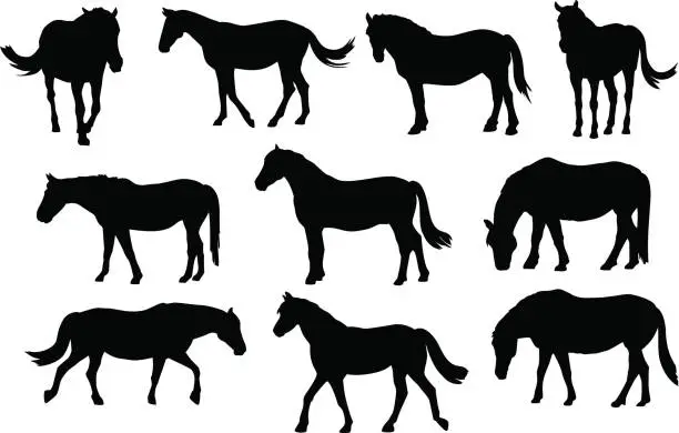 Vector illustration of Different horses silhouette set
Different horses silhouette set