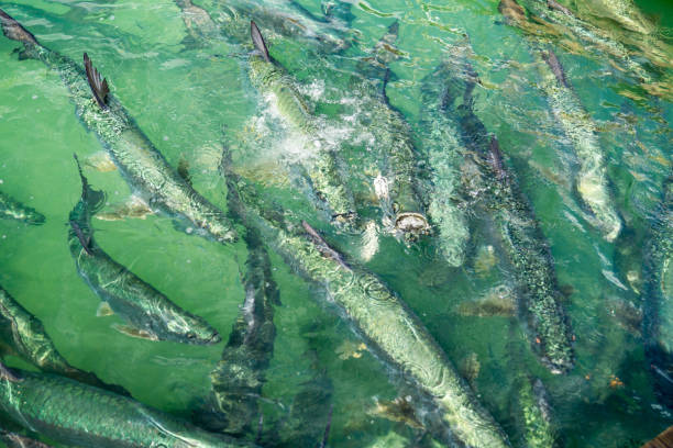 istock Lots of Tarpons in shallow Water 826178512