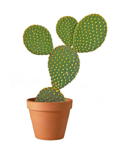 istock Opuntia cactus isolated on white background 826178914