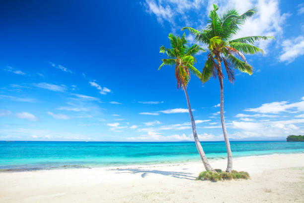 istock tropical beach with coconut palm 826179346