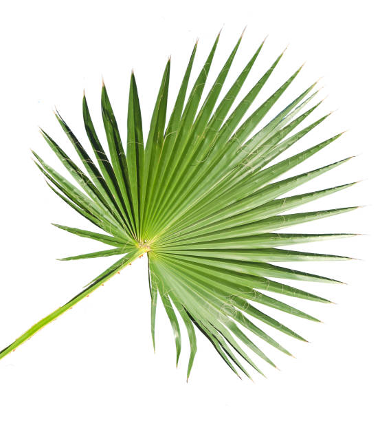 istock Close up of palm leaf 826181372