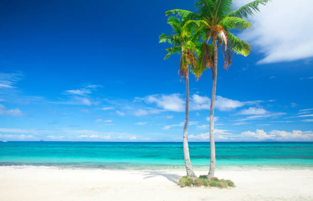 istock tropical beach with coconut palm 826182430