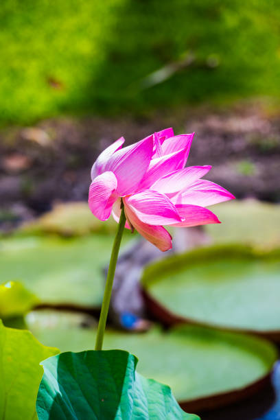 Lilly pad on the surface of a pond
