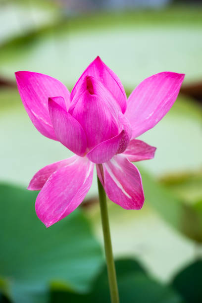 Lilly pad on the surface of a pond