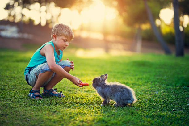 istock Little boy feeding his rabbit in the backyard 826190452