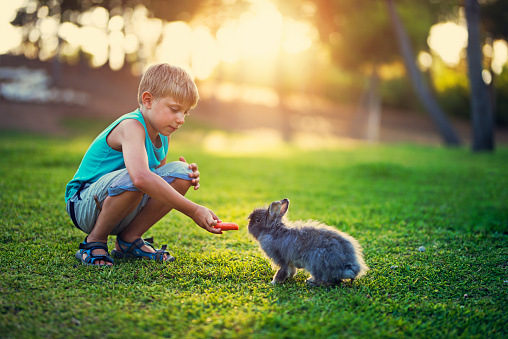 Happy little boy aged 7 is playing on the grass with rabbit. The boy is feeding his little friend with carrot.\n