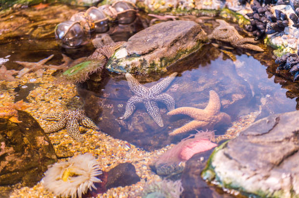 istock Star fish on under the water 826190560