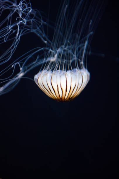 istock Jellyfish close up in the water 826190568