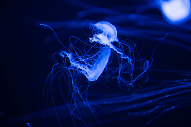 istock Jellyfish close up in the water 826190598